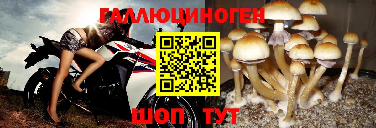 Галлюциногенные грибы Psilocybine cubensis  Галлюциногенные грибы мицелий  Петрозаводск  Вход с VPN 